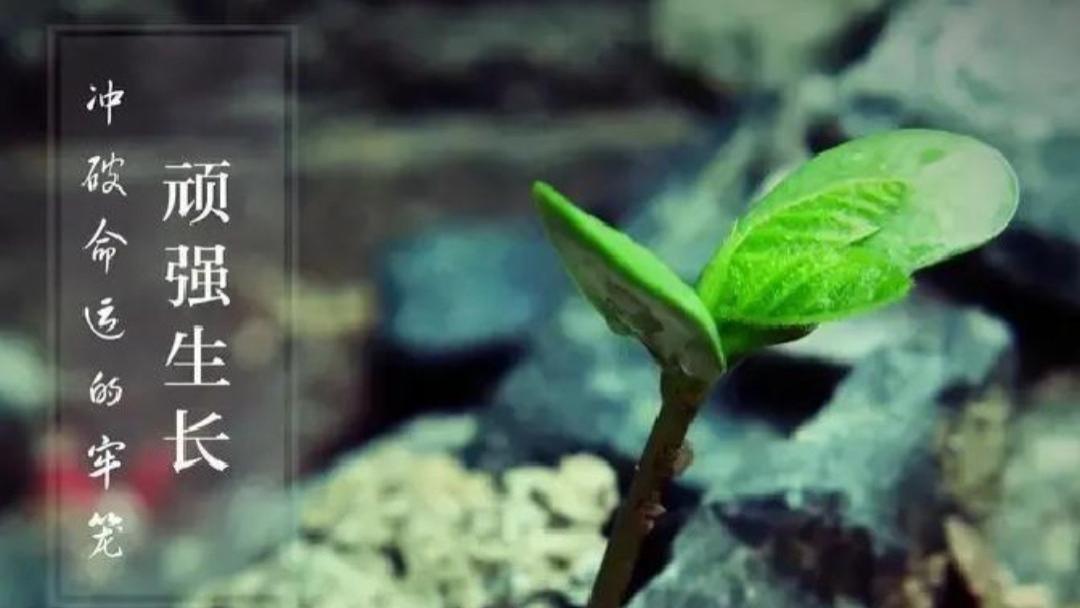 人生低谷别硬扛！学会“低头”，才是翻盘的开始