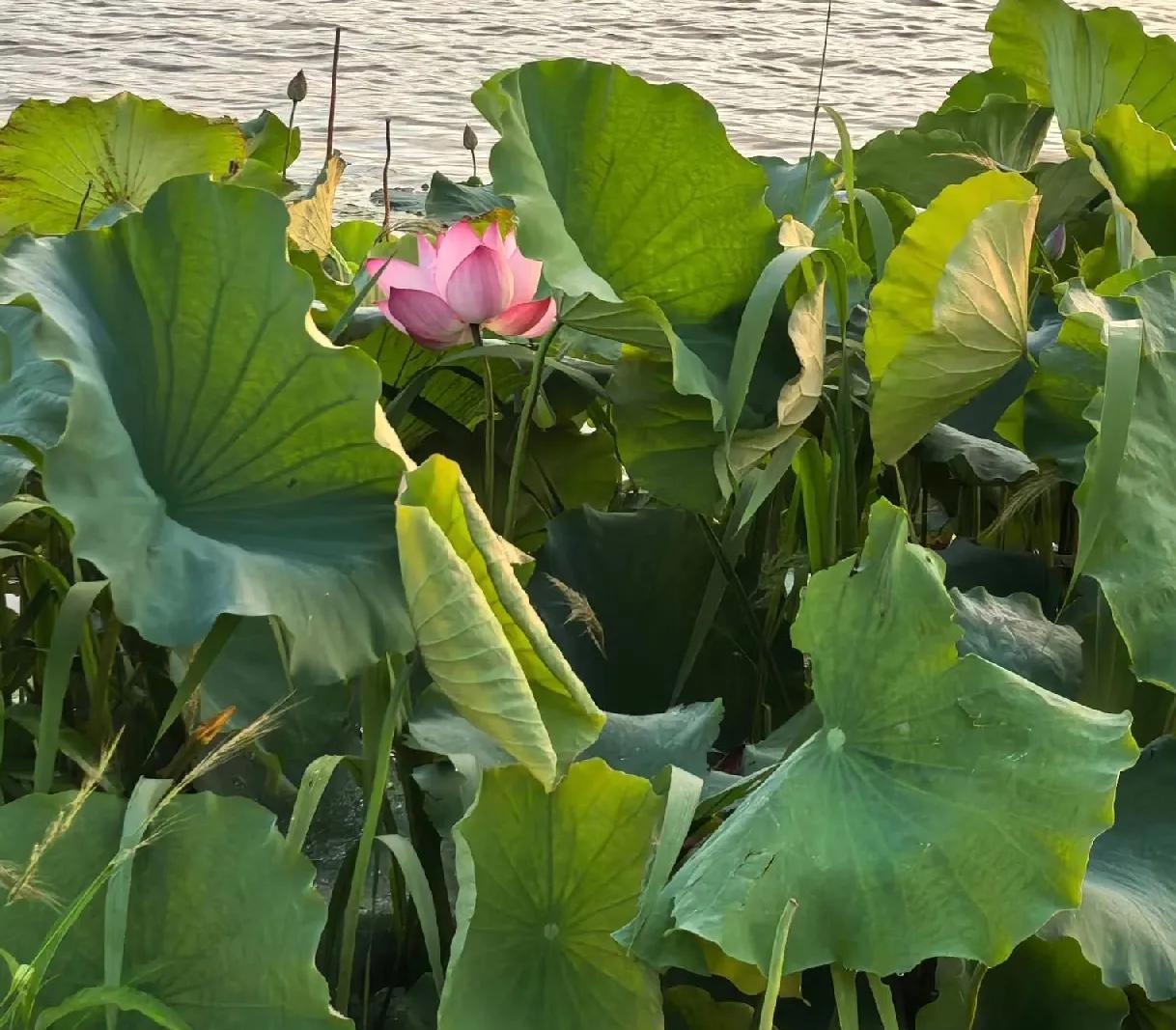 菲律宾悲催了，不仅税没有降，现在对芯片产业又出手了，在美国外产的芯片，要被征高额