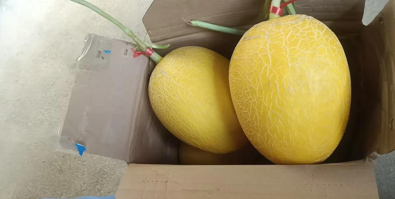 今天早上的时候，从监控看见老公怎么这么乖啦？没精打采的躺在家里的沙发上。
我问他