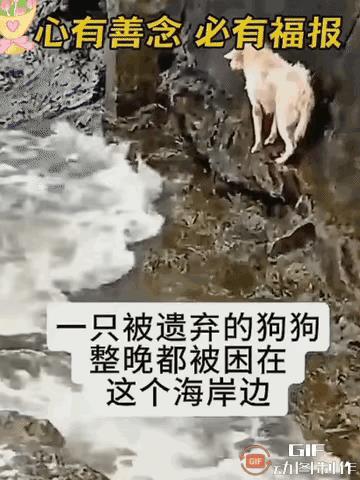 “不爱请别伤害！”一只狗被抛弃在海岸中间，在陡峭的岩石上瑟瑟发抖，随时都有可能丧