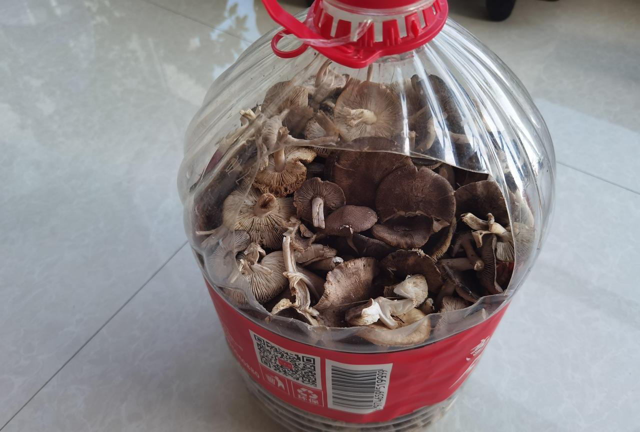 用这个桶采蘑菇是不是很好啊，提起来轻便，又不会把蘑菇弄碎。