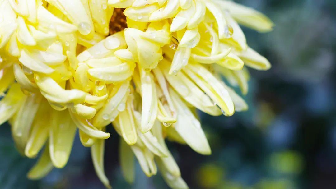 专著、独著怎么选？专著和独著有什么区别？