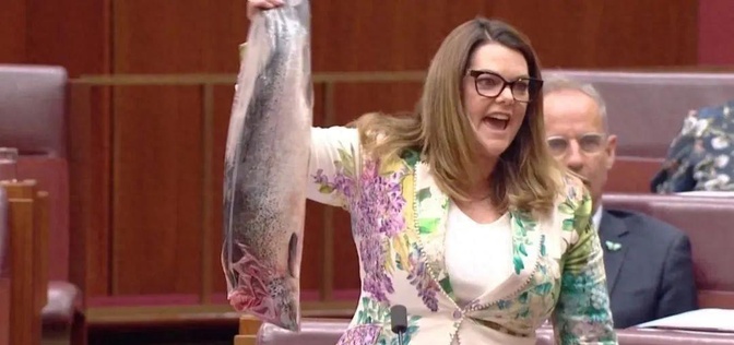 澳大利亚议会上，一名女议员突然拿出一条去了鱼头的三文鱼一顿挥舞，大声质问，澳大利