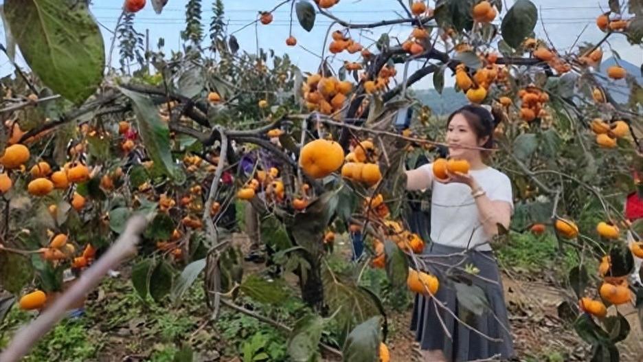 柿旅融合，恭城红岩村绘就乡村振兴新画卷