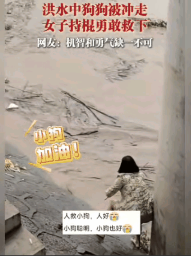 火到人民日报了！

湖南张家界因连续暴雨突发洪水，一只狗狗不小心被冲了下去，狗狗