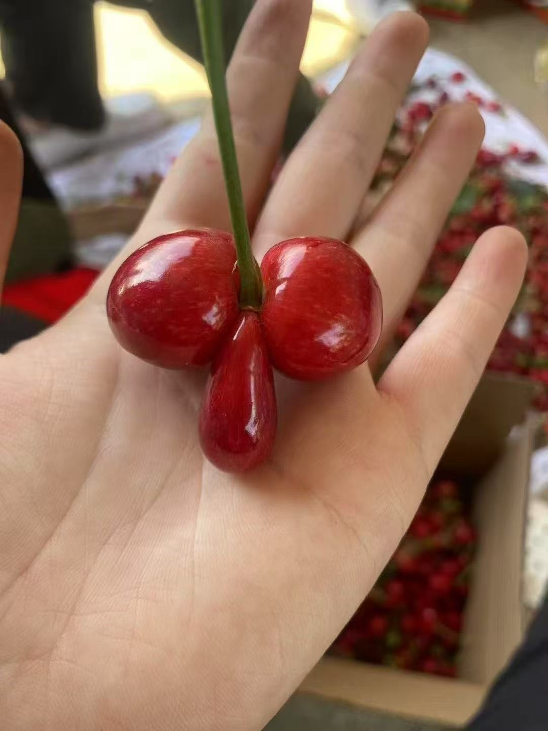 朋友家的樱桃熟了喊我去吃