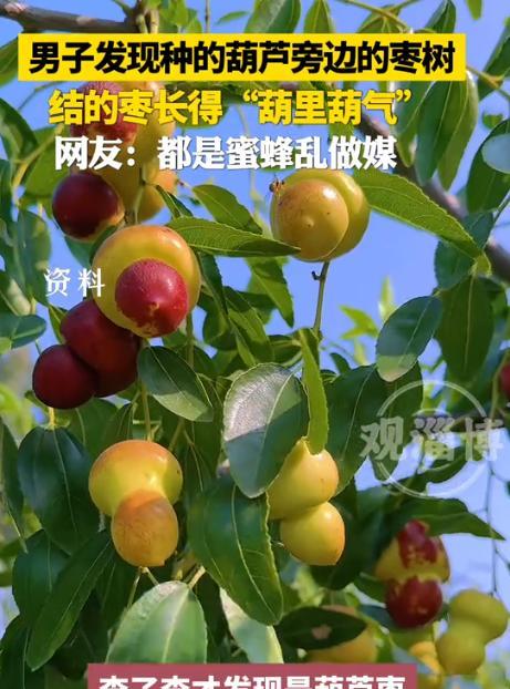“解释不清了！”山东，一男子把葫芦种在了枣树的旁边，没想到，枣树结出的枣子竟“葫