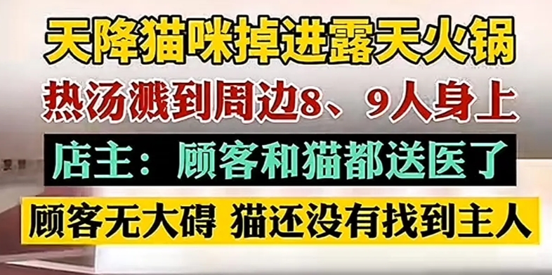 重庆老板大义！5月2日，重庆一家露天火锅店，很多顾客正在用餐，突然一只野猫从楼上
