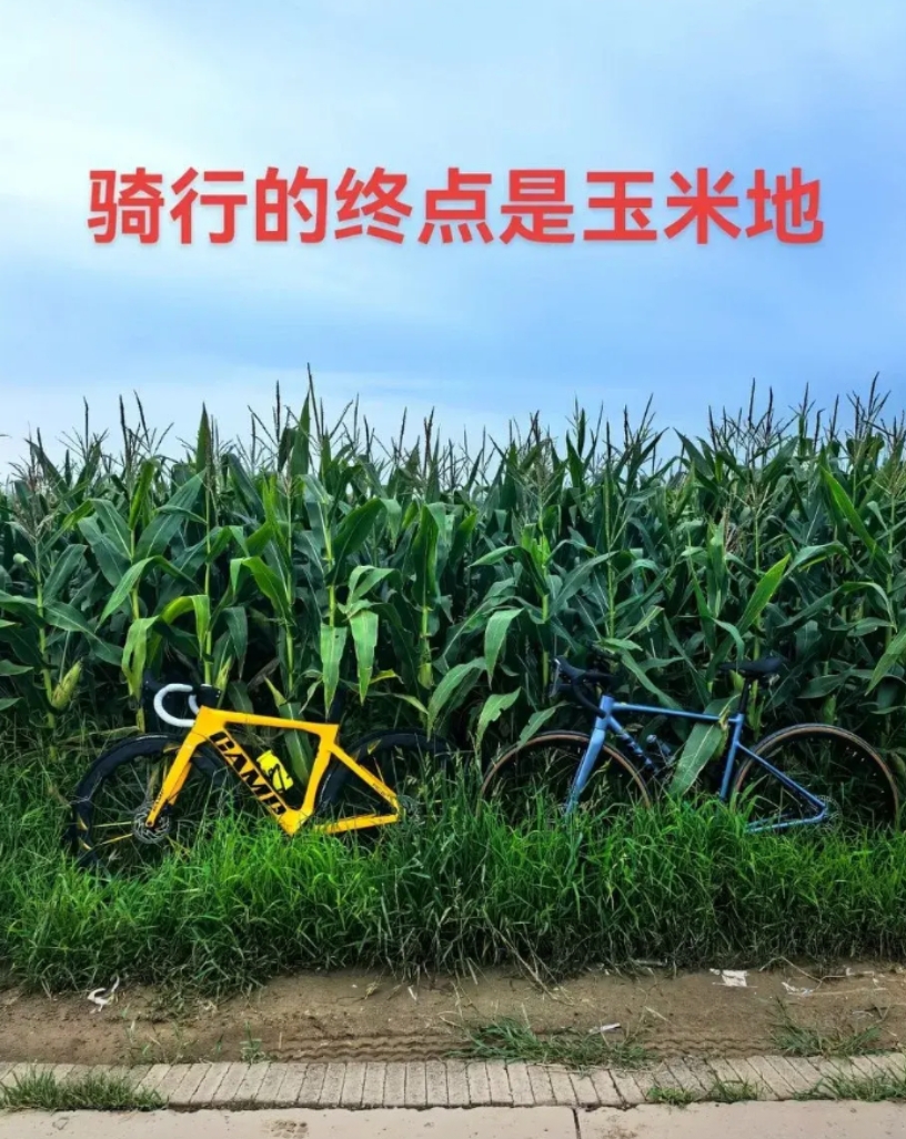 骑行圈乱不乱，玉米地说了算。