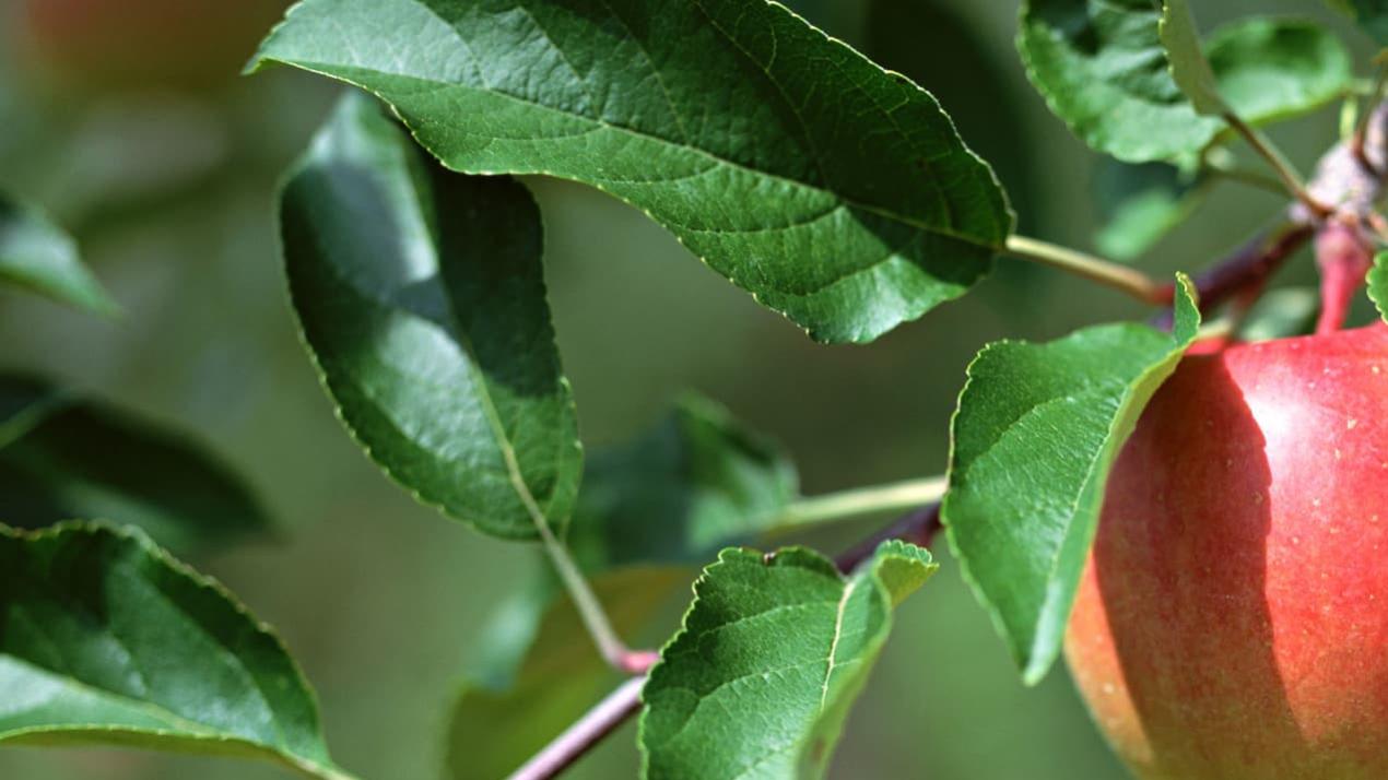 30天甘蔗甜入心，施肥精准，广西来宾，甘蔗高糖秘诀
