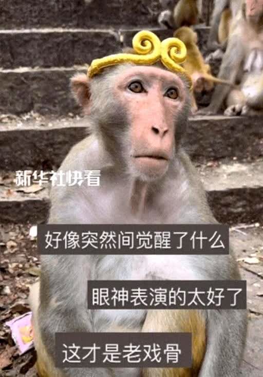“彻底解释不清了”！

贵州，有个男子，突发奇想，拿了个金箍，就想试试给猴子