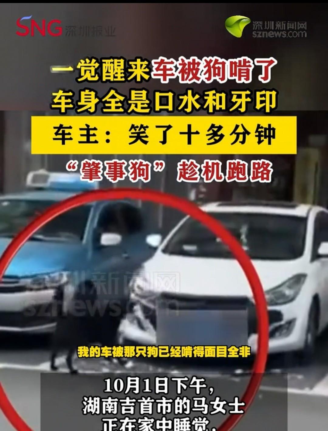 “车子被狗咬得面目全非，车主还足足笑了十分钟”。湖南，女子正在熟睡时，有人打电话