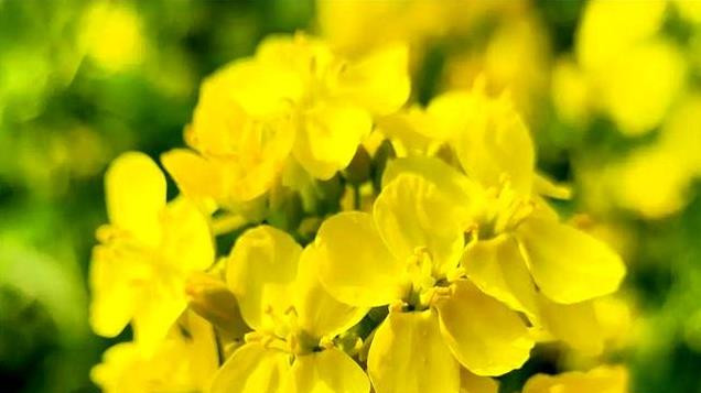 华为Pura X反向操作，小屏手机挑战大屏天下，背后各打算盘？