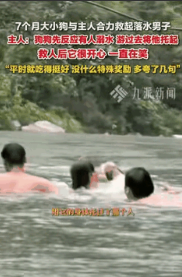 “万物皆有灵！”广东清远，情侣带狗去河边玩耍，突然听到河里有呼救声，一看一男孩正