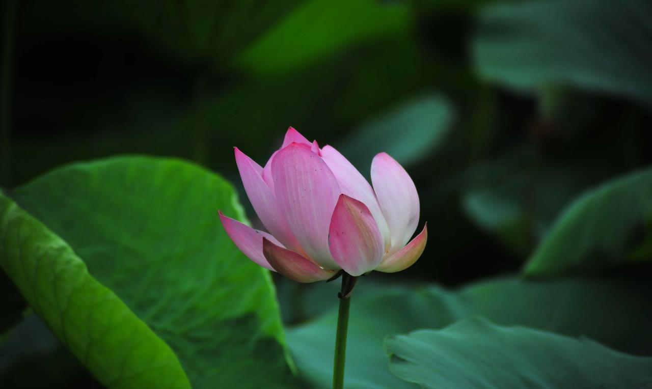 2025年6月23日，南京龙王山郊野公园的荷花塘稀稀拉拉开了几朵莲花。荷花品种和