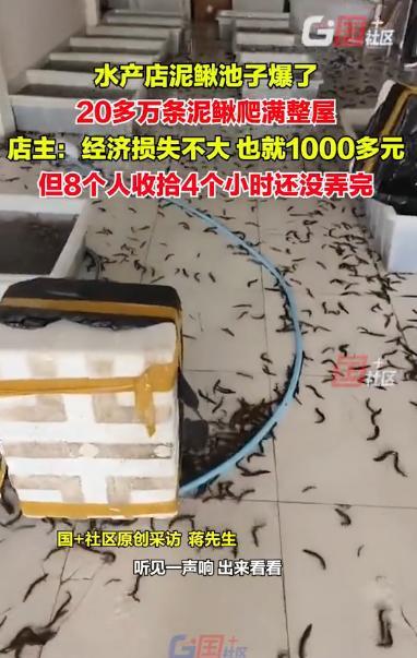 “让人头皮发麻！”安徽阜阳，一水产店的泥鳅池子毫无征兆突然爆裂，20多万条泥鳅“