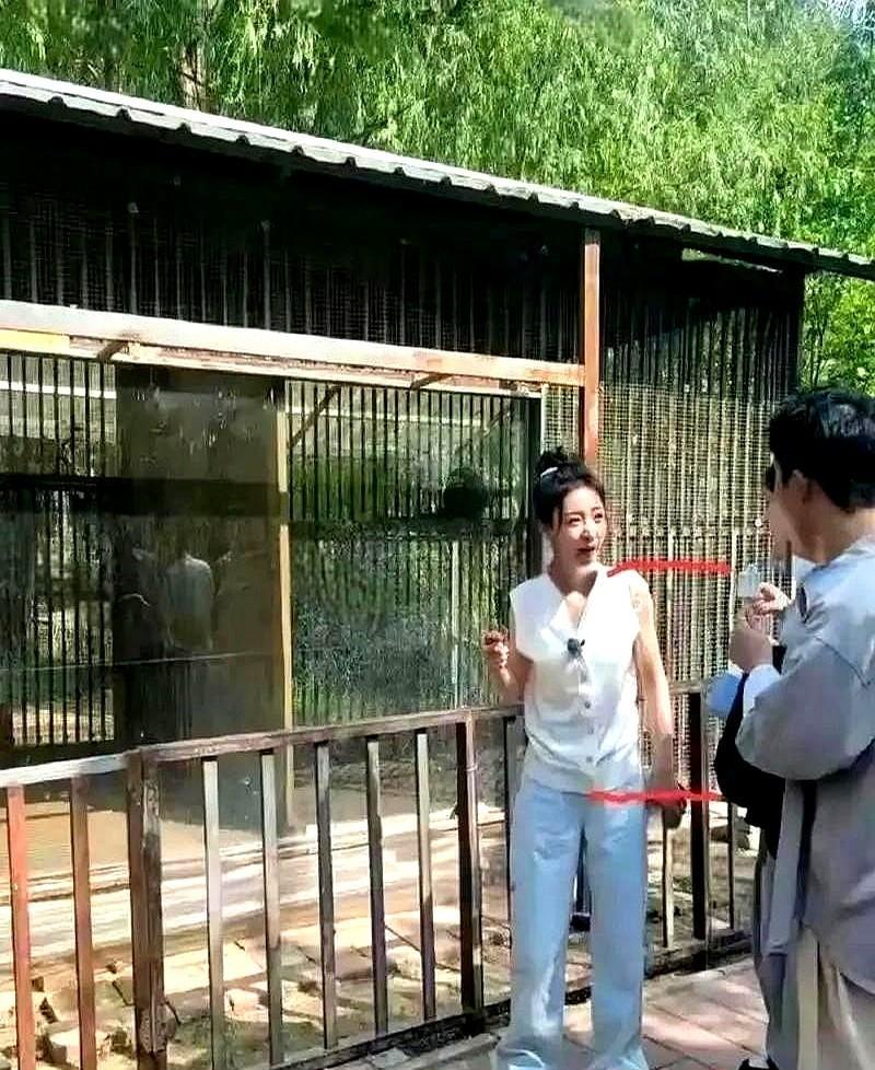 今天在北京动物园蹲点拍熊猫，结果镜头一转，意外捕获到比国宝更稀有的存在——穿着卫