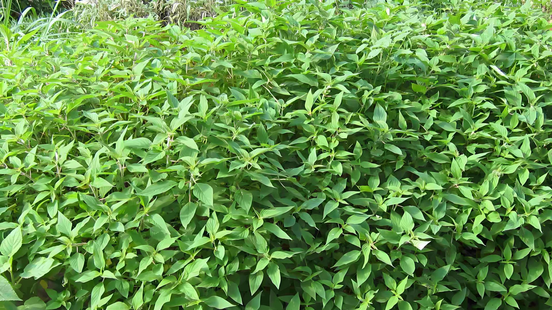 龙虎方”镇痉定风，罗樾之教授为中医添彩