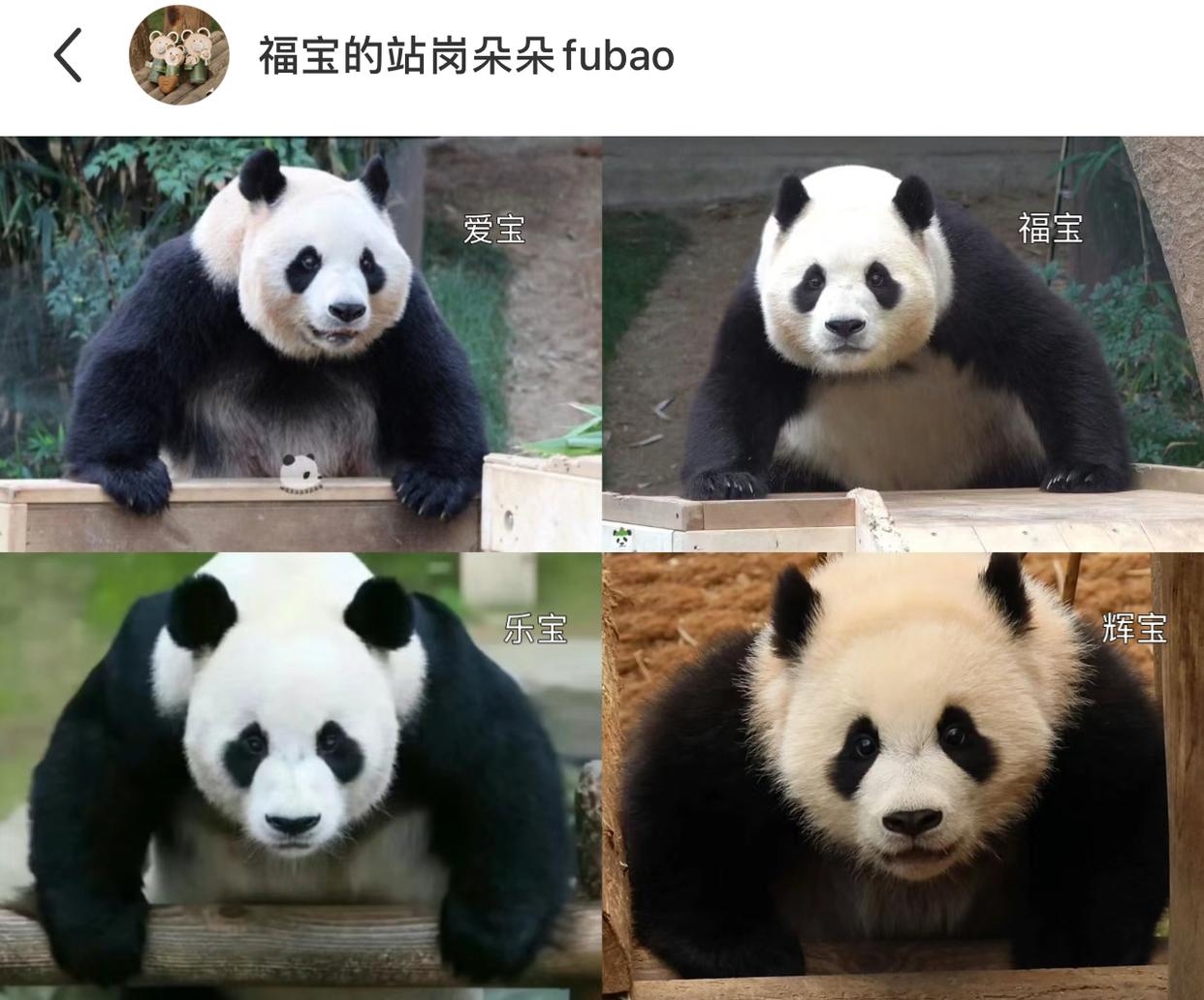 不是一家人，不进一家门，哈哈哈哈哈，一家全是双开门，目前睿宝是小甜妹，不参与该话