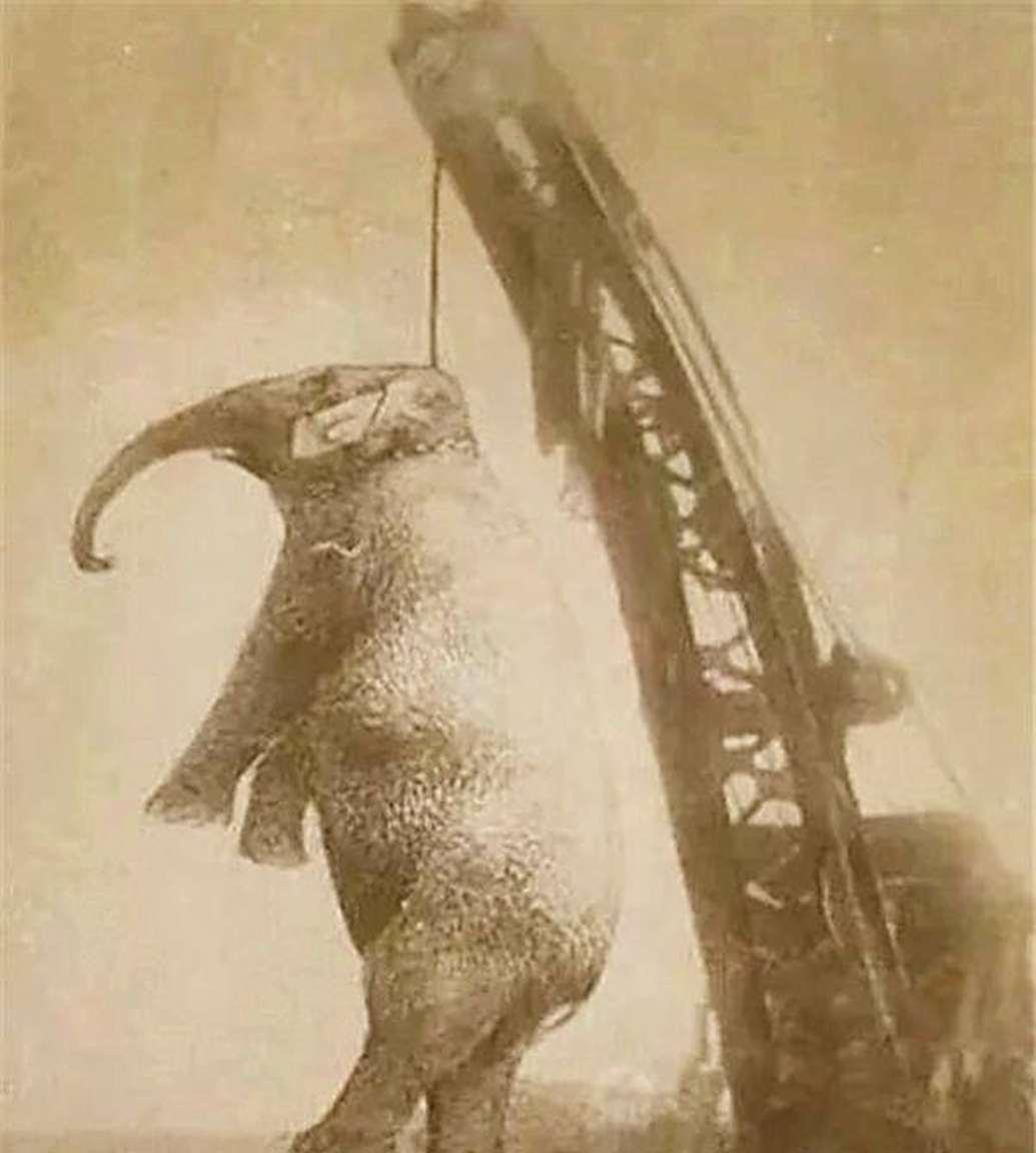被判死刑的大象！1916年，在起重机的吊钩下，一头5吨重的美国雌性大象被缓缓吊起