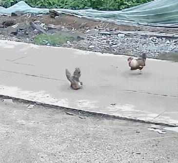 鸡也知道趁火打劫？路人骑车经过时不小心把母鸡轧了，公鸡看到后立马跑上前去啄，妥妥