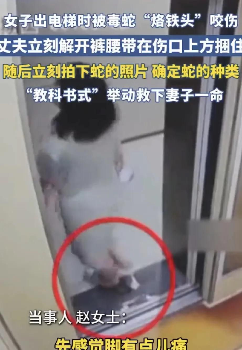 防不胜防啊！有电梯的地方竟然有毒蛇，这一点没想通，毒蛇是怎么来的，按理说毒蛇一般