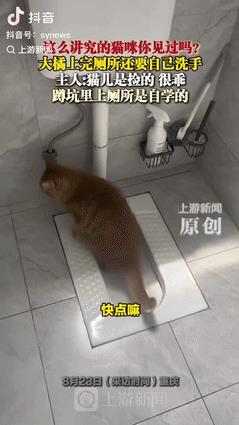 “真成精了！”重庆一女子在路边捡了只流浪猫，觉得可怜就带回家养，不料，猫咪不仅学