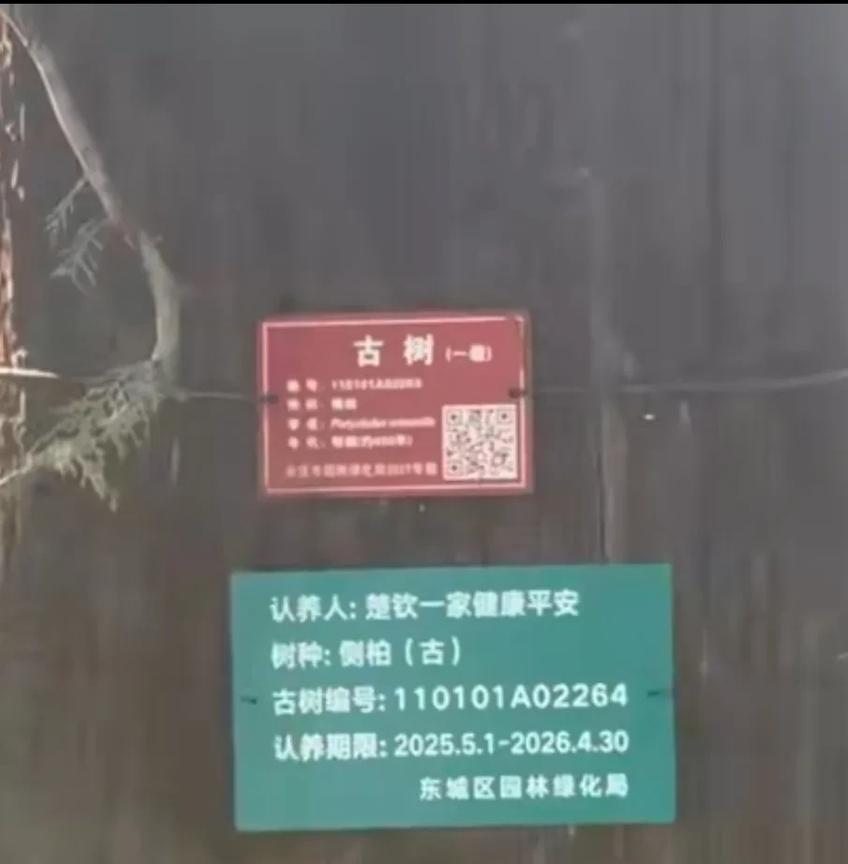 听说北京仙坛公园里有一棵柏树被认养了很轰动。公园里被认养的有很多，这棵额外被关注