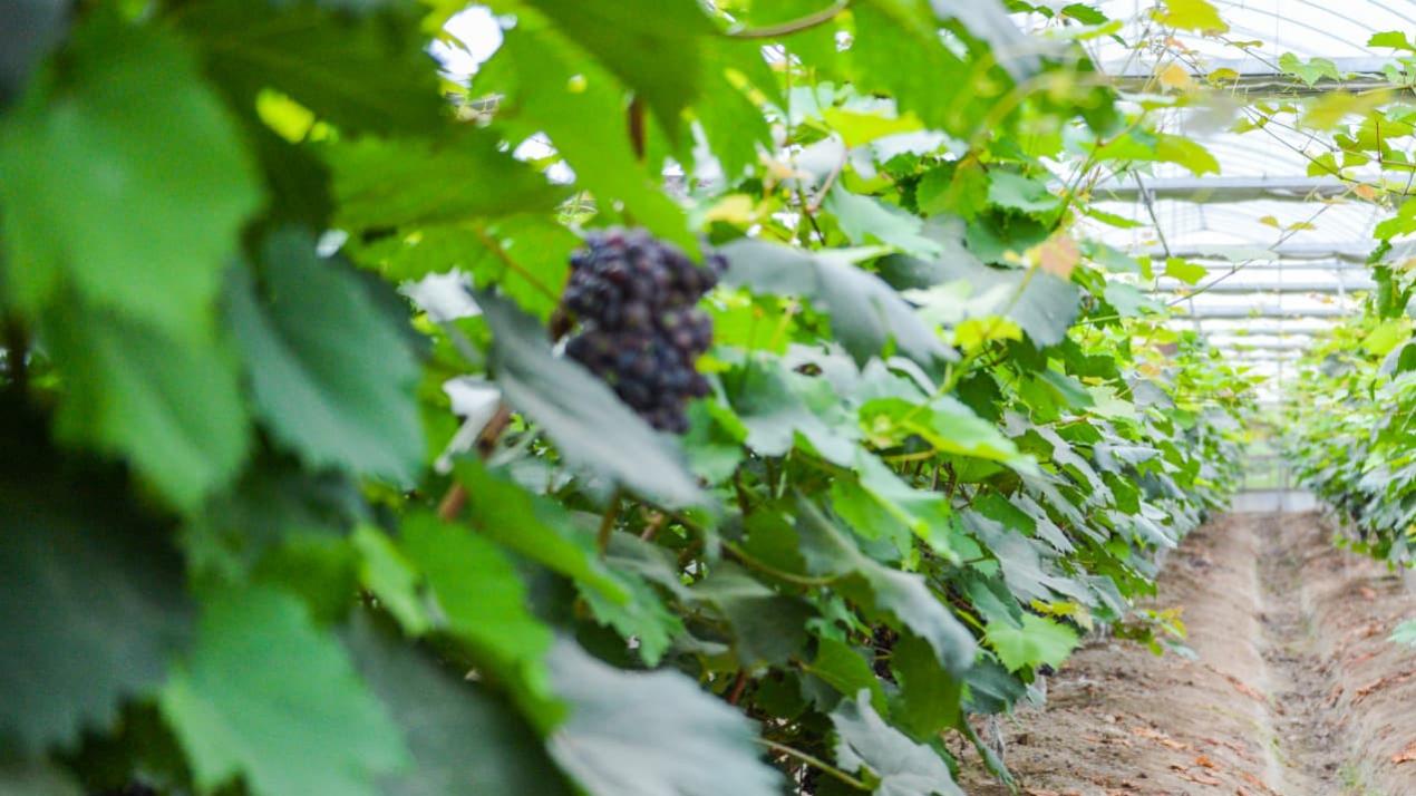 半年大豆香满园，施肥有方，云南大理，大豆生态种植
