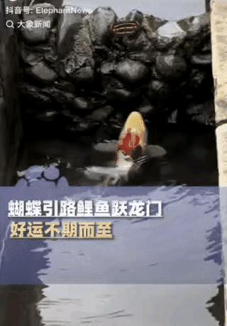 “科学解释不了！”锦鲤想要“跃龙门”，结果跳了几次都失败了！就在它要放弃的时候，
