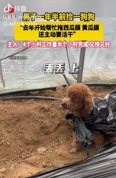 山东烟台，一男子在大棚里干农活时，看到狗子特别闲，便产生一个奇思妙想。男子将西瓜