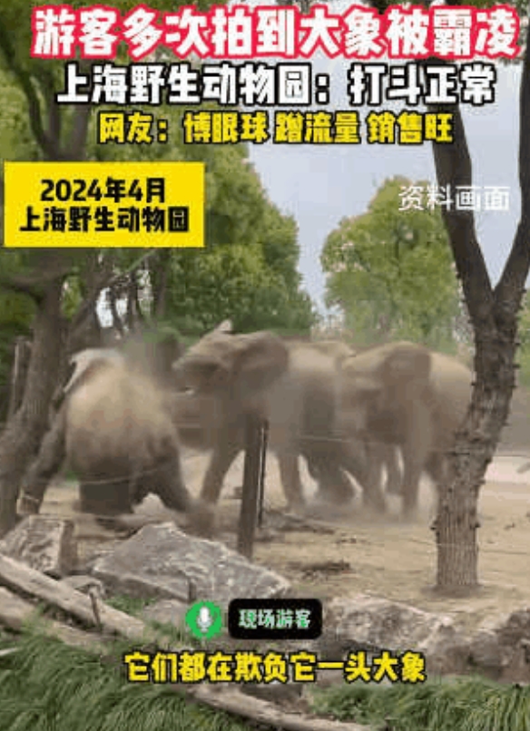 “太惨了！”上海野生动物园，一只大象身形消瘦、皮肤干瘪，长达3年被象群霸凌欺负，