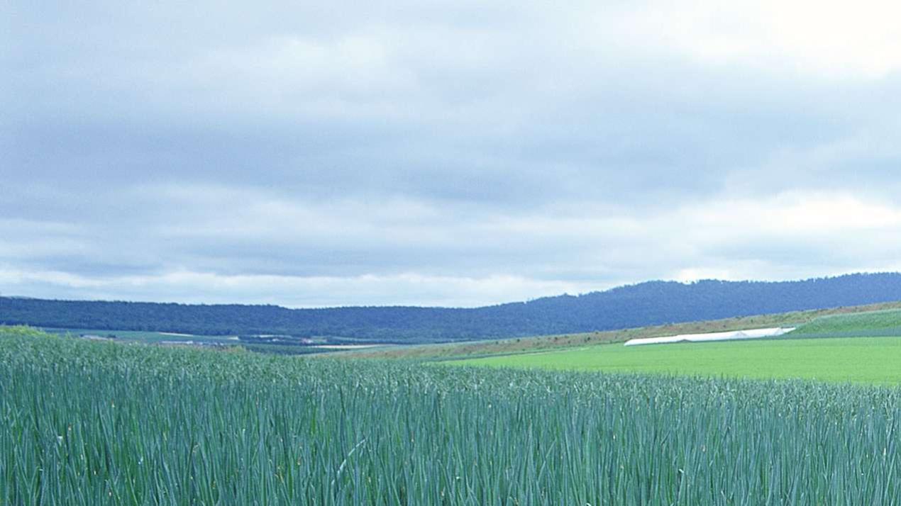 七天温差控制方法，颠覆认知，温差大高原地区，大葱抗温差秘籍