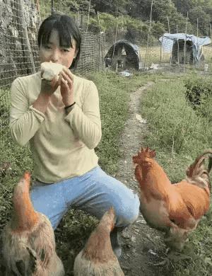 宁可自己肚子饿着，也不能亏待这么多老婆，中国好公鸡，像极了中国男人[加油][赞]