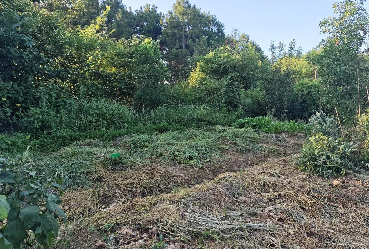在这高温时间里，工人大姐会抽空收拾这满是杂草的菜园。说心里话，挺感动。豆爸问我，