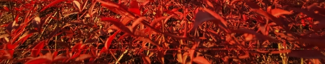 表妹的定亲宴上，在某乡任乡长的公务员表哥成为焦点和座上贵宾。虽然表哥其貌不扬穿着