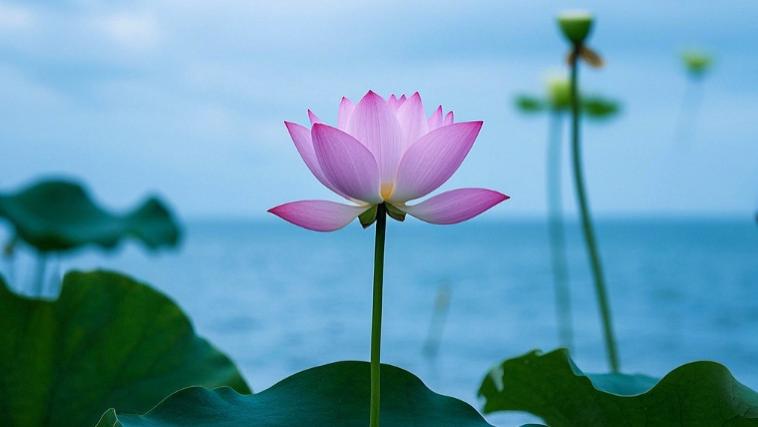 成年人的顶级修养：知进退，懂留白