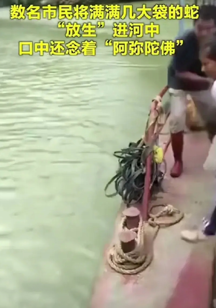 这是放生还是作恶？

网传视频中几个男女合力把几大袋子的蛇扔进河里放生，蛇到水里