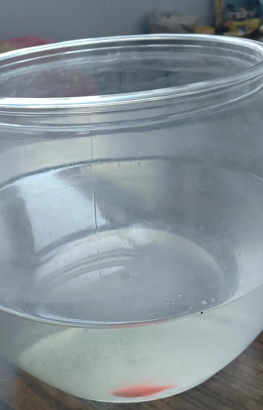 今天早上看到我养的鱼儿死了
鱼儿的世界也就没了
我有时在想
人来到世上意义又是什