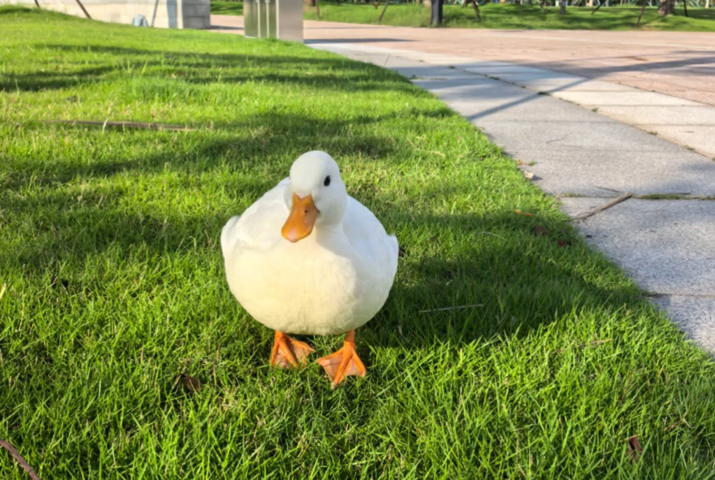 柯尔鸭为何这么贵？除了可爱，它还有什么特别？