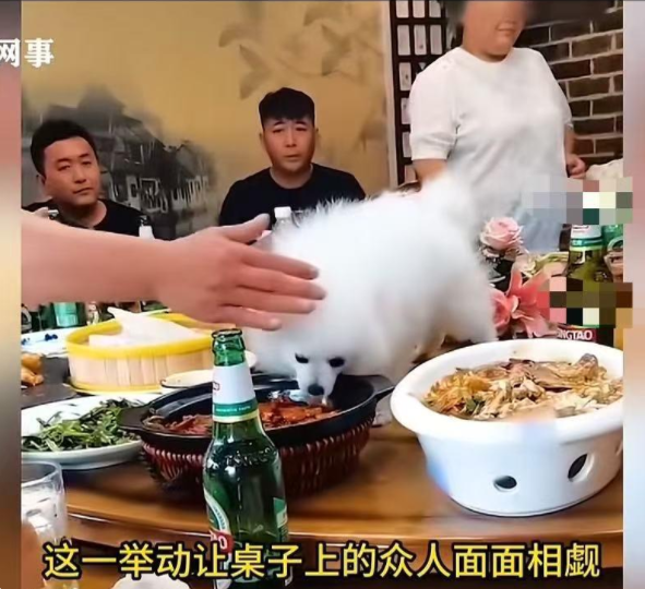 奇葩，男子聚餐让狗上桌