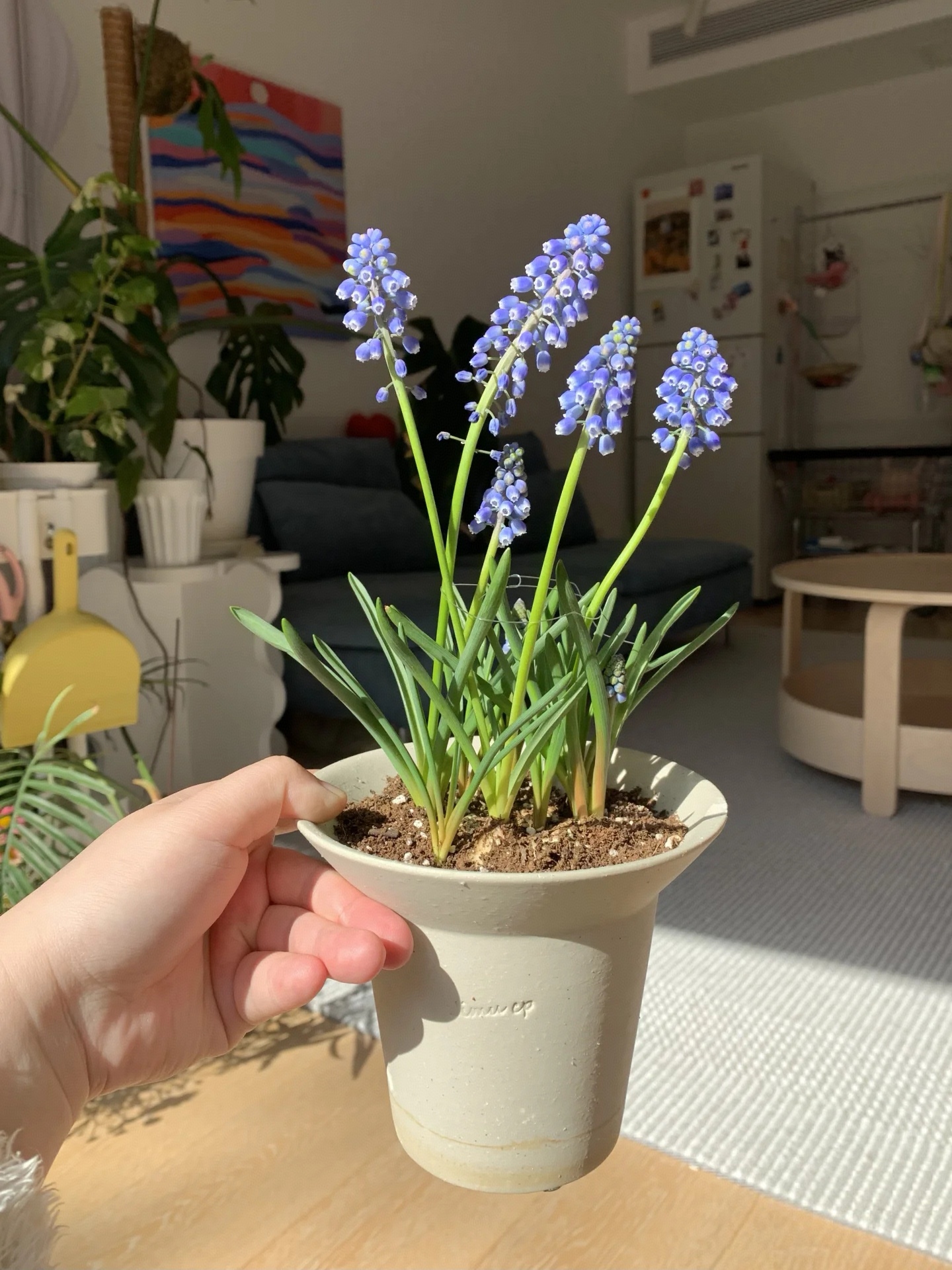 风信子和葡萄风信子，不是同一科目，但都可水培也可土培！