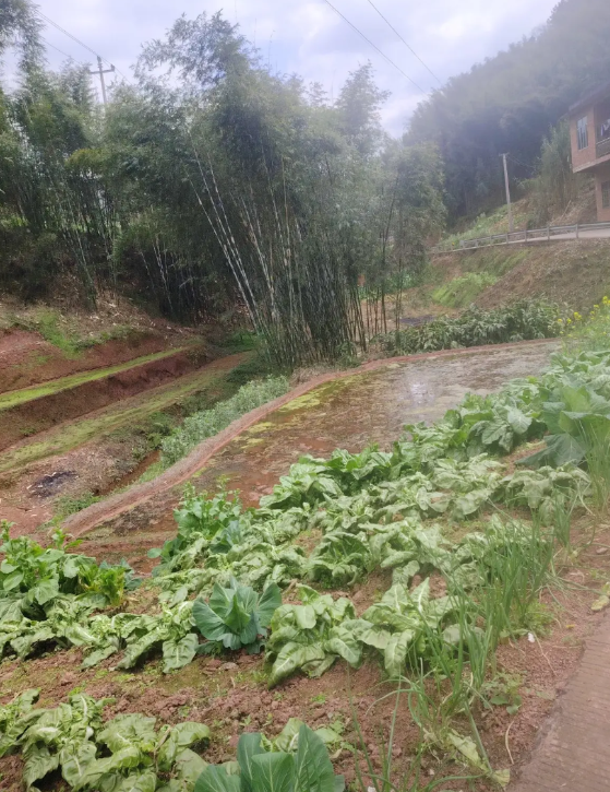 申诉被四级法院驳回，感觉就像走进了死胡同，但其实还有路可走。
司法程序上，虽然法