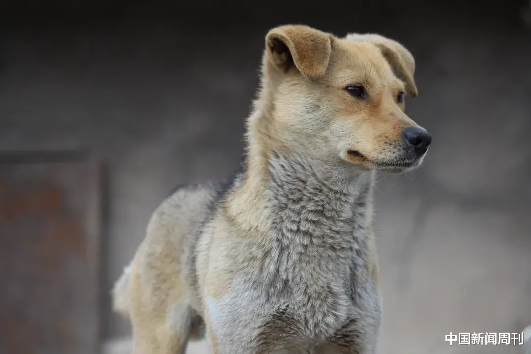 中华田园犬，为何被这些城市拒之门外？