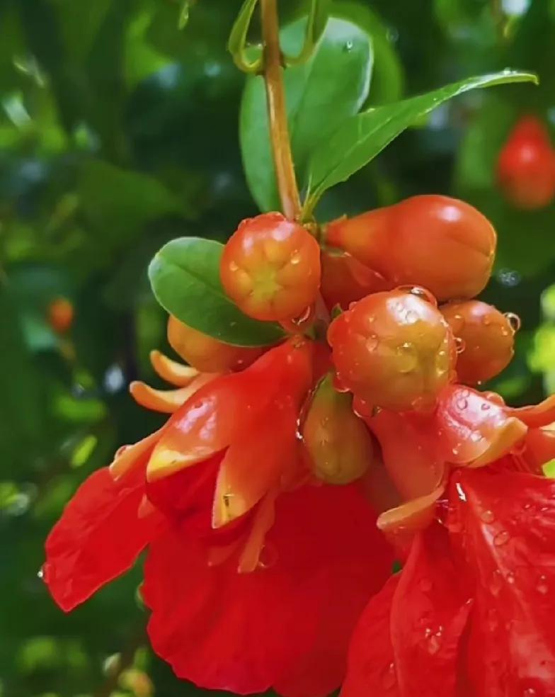 蔷薇花落了，春天姗姗而去。
荷塘泛起涟漪，莲叶碧绿。
夏风温柔，阳光热烈。
初夏