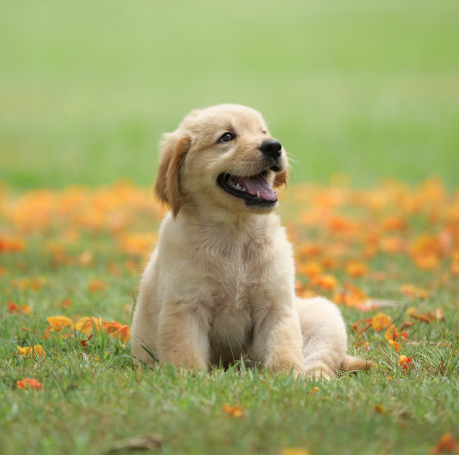 新手养公狗好还是养母狗好？这不仅仅是性别问题！