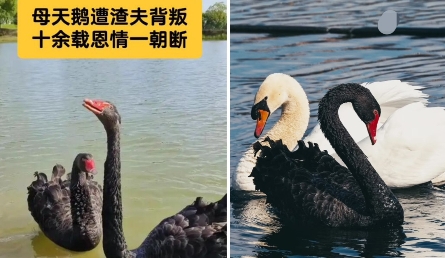 黑天鹅曾经被伤得体无完肤，才对鹅类朋友心灰意冷。

但它后来明白为薄情者伤心毫无