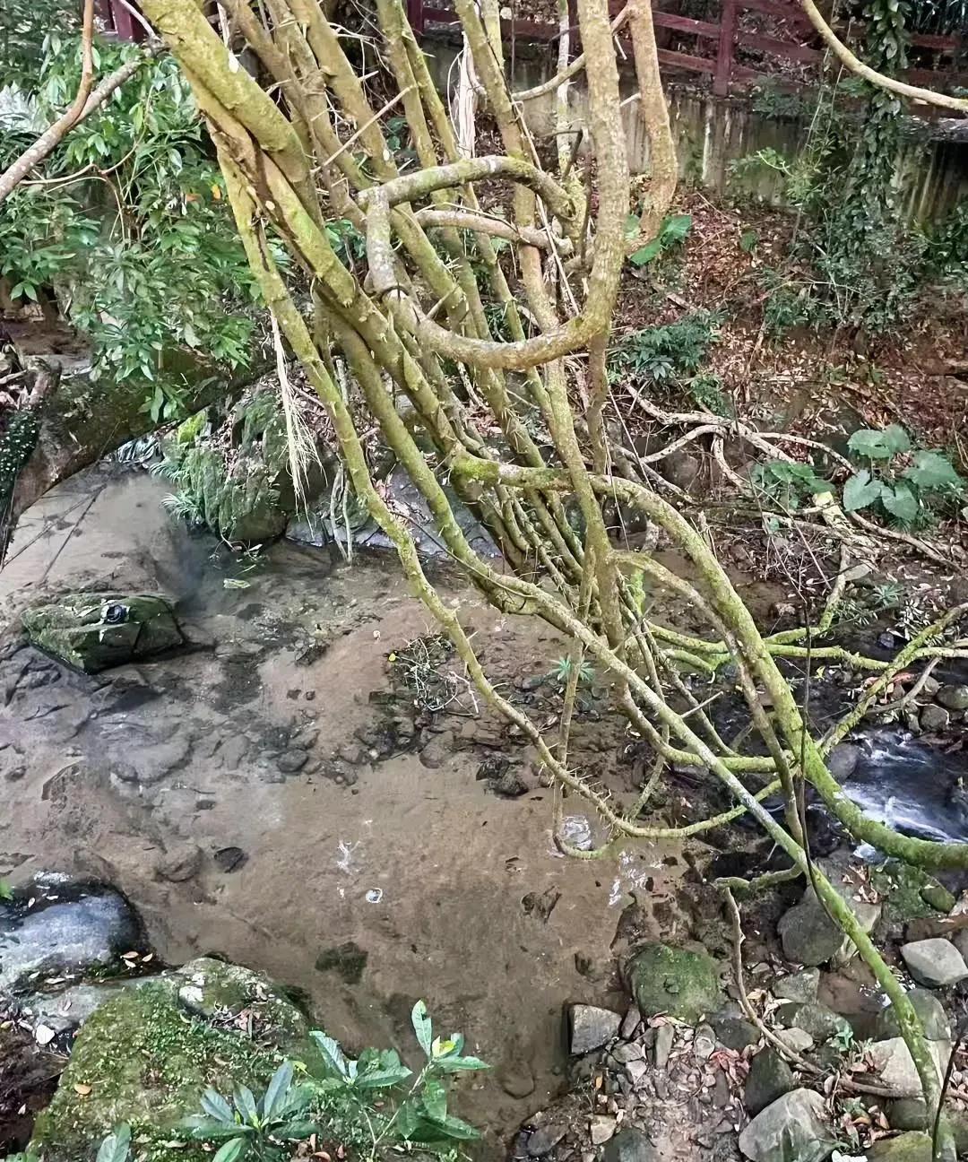手相的特殊纹路
一、通天纹（掌心纵贯线）：
象征极强的直觉与领导力，易在专业领域