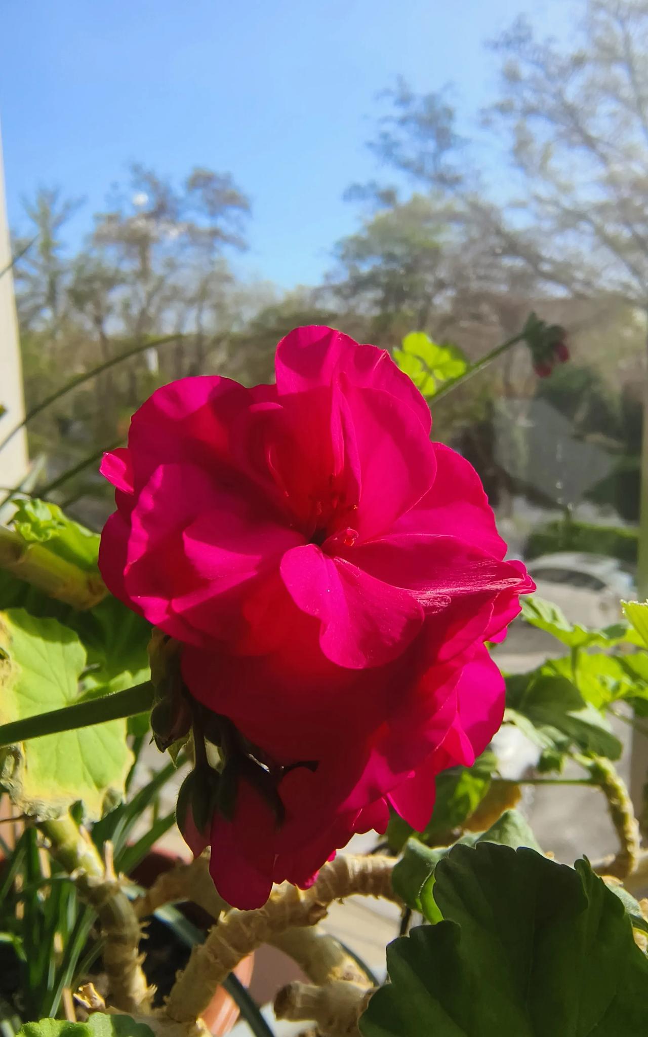 #分享你手机中的花花草草#