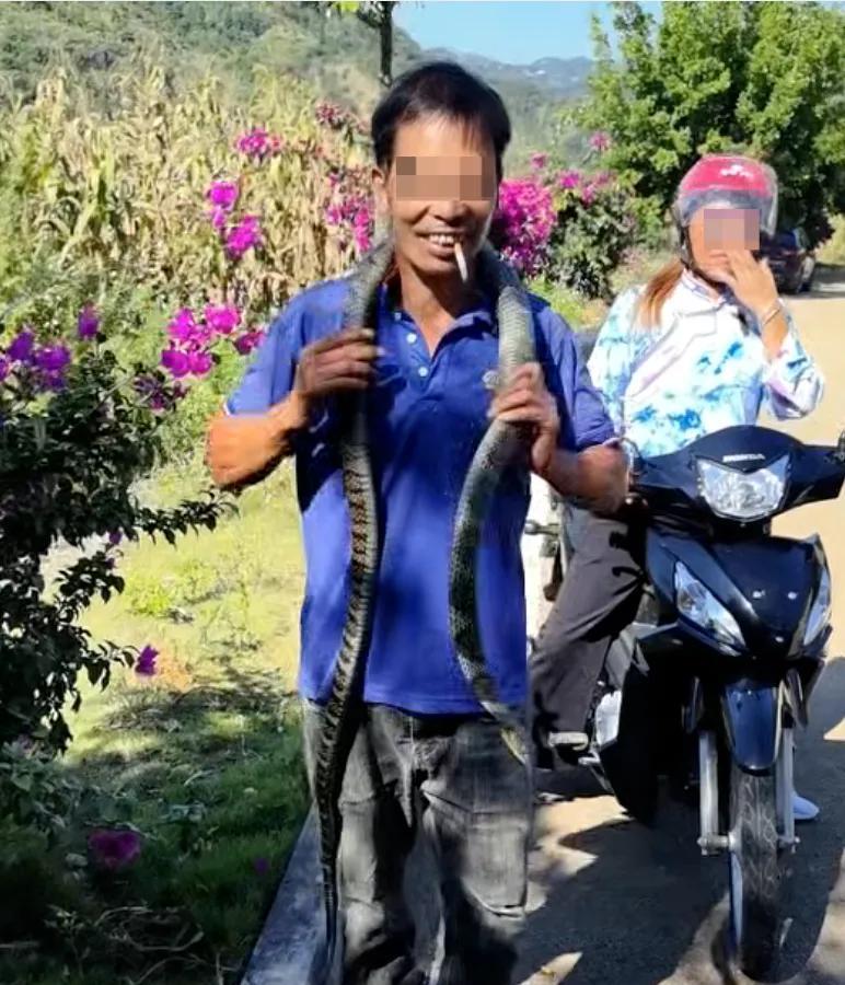 太惨了！贵州，男子收割稻谷，发现有条蛇，他把蛇抓住了，弟弟看到了，以为是乌梢蛇，